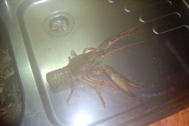 delta Mila 23 - picture-052.jpg